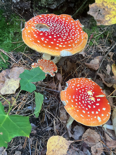 Fly Agaric