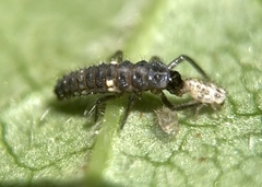 Coccinellidae
