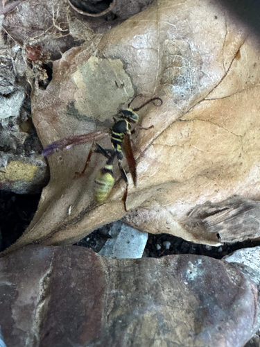 Western Paper Wasp