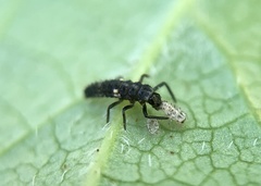 Coccinellidae