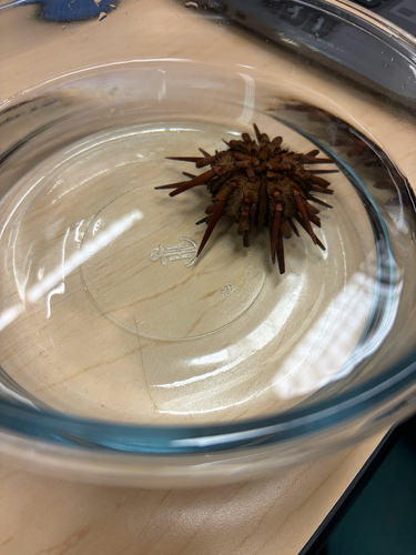 Eucidaris tribuloides observed 2026-09-24