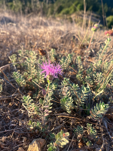 Coyote Mint