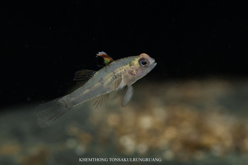 Redigobius observed 2026-10-01