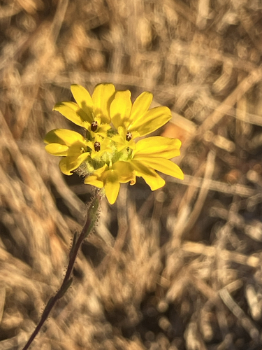 Hayfield Tarweed
