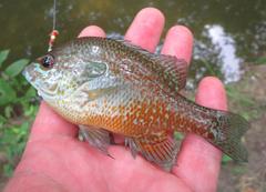Lepomis aquilensis