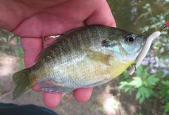 Lepomis macrochirus