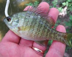 Lepomis macrochirus