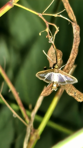 Cucumber Moth