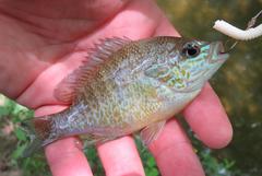 Lepomis aquilensis
