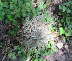 Tillandsia recurvata