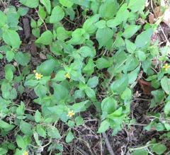 Calyptocarpus vialis