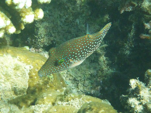 Canthigaster margaritata observed 2026-10-01