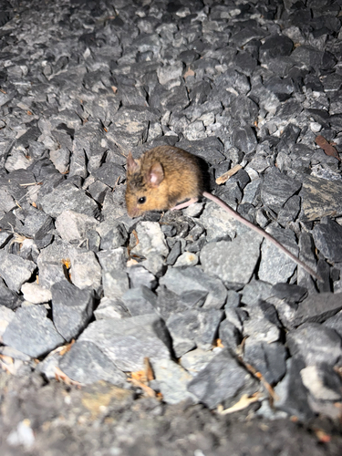 House Mouse