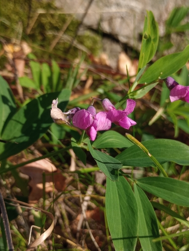 Lathyrus linifolius observed 2026-10-01