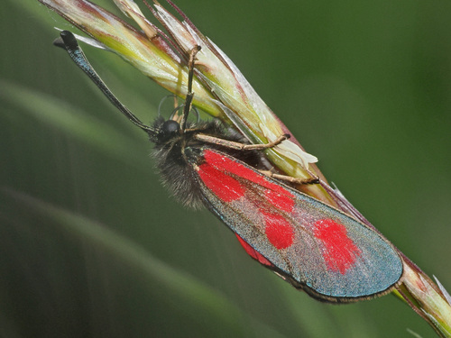 Slender Scotch Burnet, Vorflutgraben Nord, Marzling, Bayern, Deutschland, photo 7 of 10
