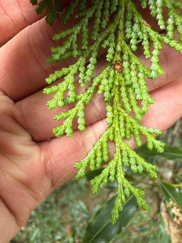 Chamaecyparis obtusa observed 2026-09-28