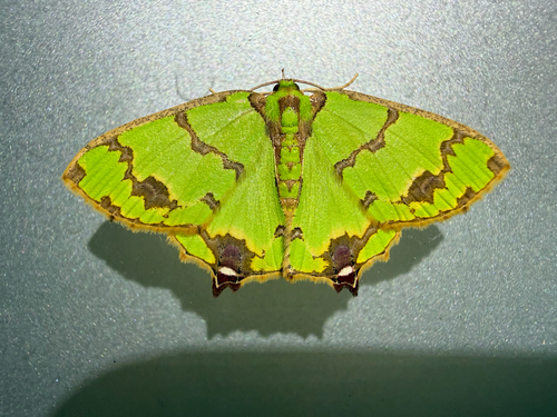 Agathia lycaenaria, 2026-10-01