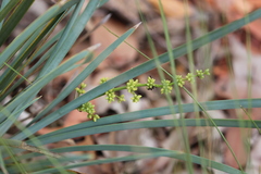 Lomandra decomposita