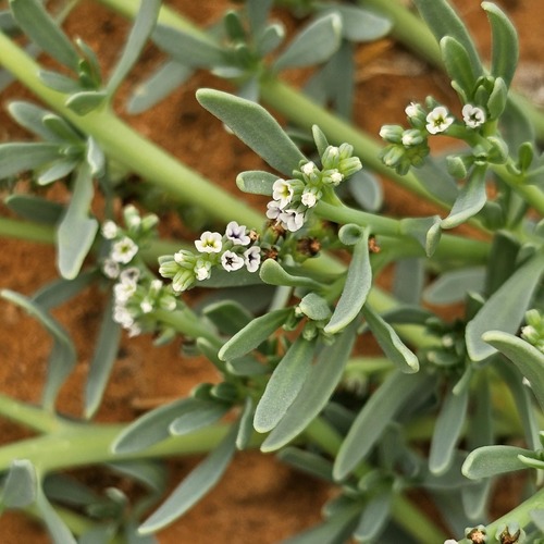 alkali heliotrope