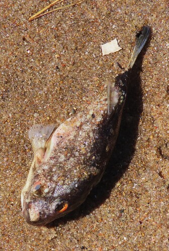 Amblyrhynchotes honckenii observed 2026-10-01