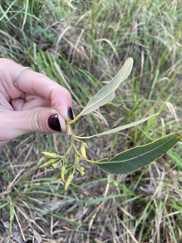 Eucalyptus resinifera observed 2026-09-30
