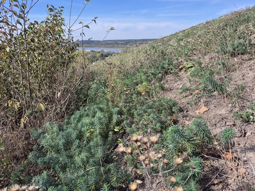 cypress spurge