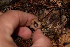 Hexastylis naniflora