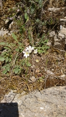 Gagea graeca