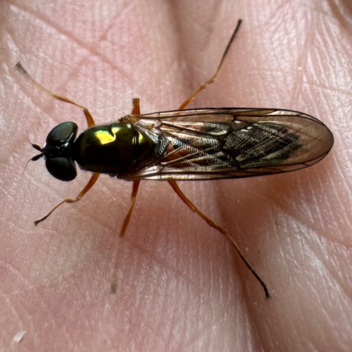 Twin-Spot Centurion Fly