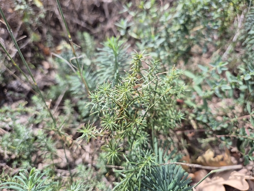 Lady's Bedstraw