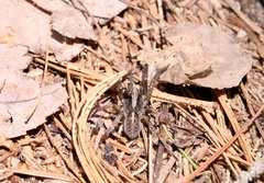 Trochosa terricola
