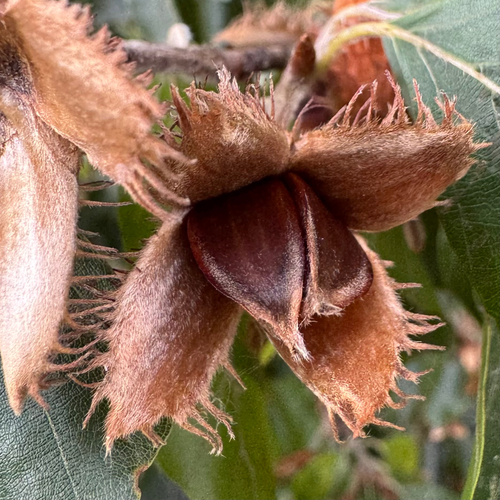 European beech