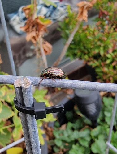 Rosemary Beetle