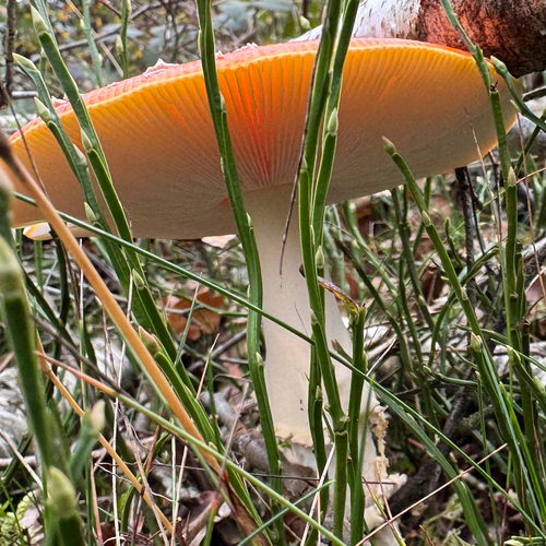 Fly Agaric