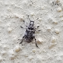 Colecerus marmoratus