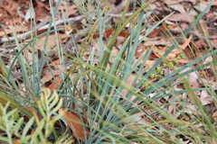 Lomandra decomposita