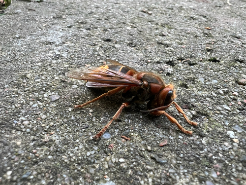 European Hornet
