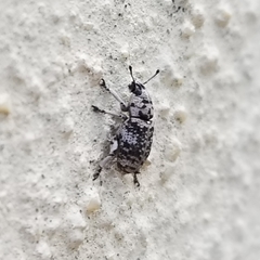 Colecerus marmoratus