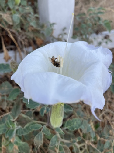 Western Honey Bee