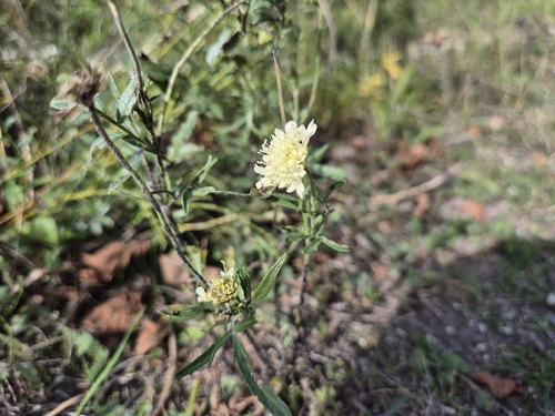 Cream Scabious