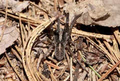 Trochosa terricola