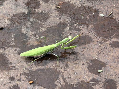 European Mantis