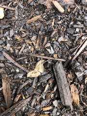 Chrysolarentia subrectaria