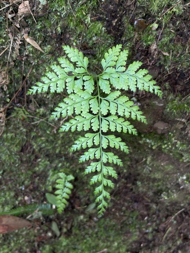 Sitobolium zeylanicum observed 2026-09-22