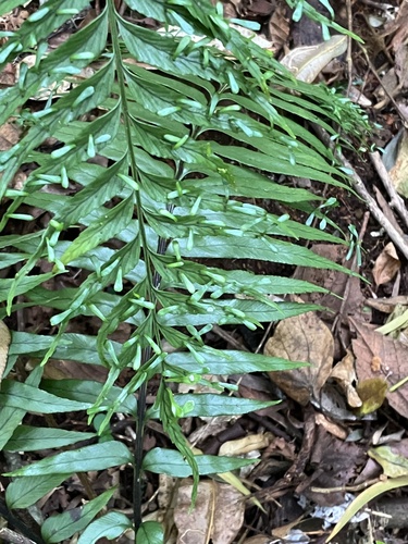 Asplenium daucifolium observed 2026-10-01
