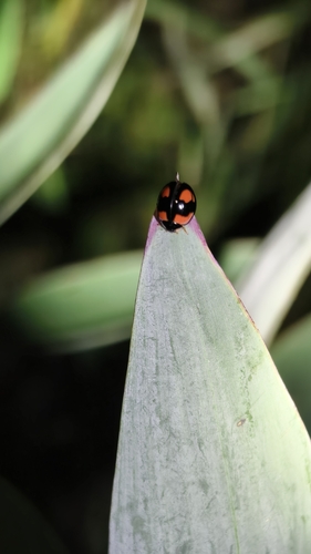 Six-spotted Zigzag Ladybird
