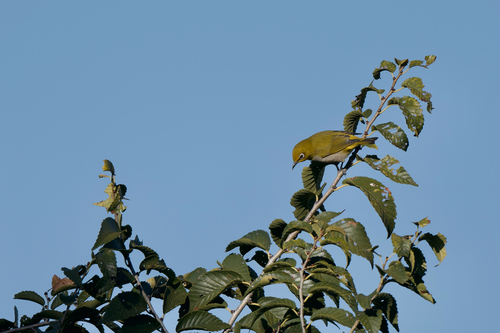 Swinhoe's White-eye