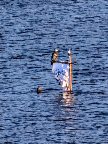 Great Cormorant