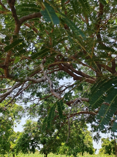 African locust bean