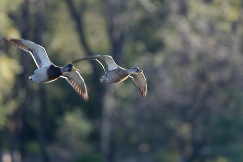 Eastern Spot-billed Duck